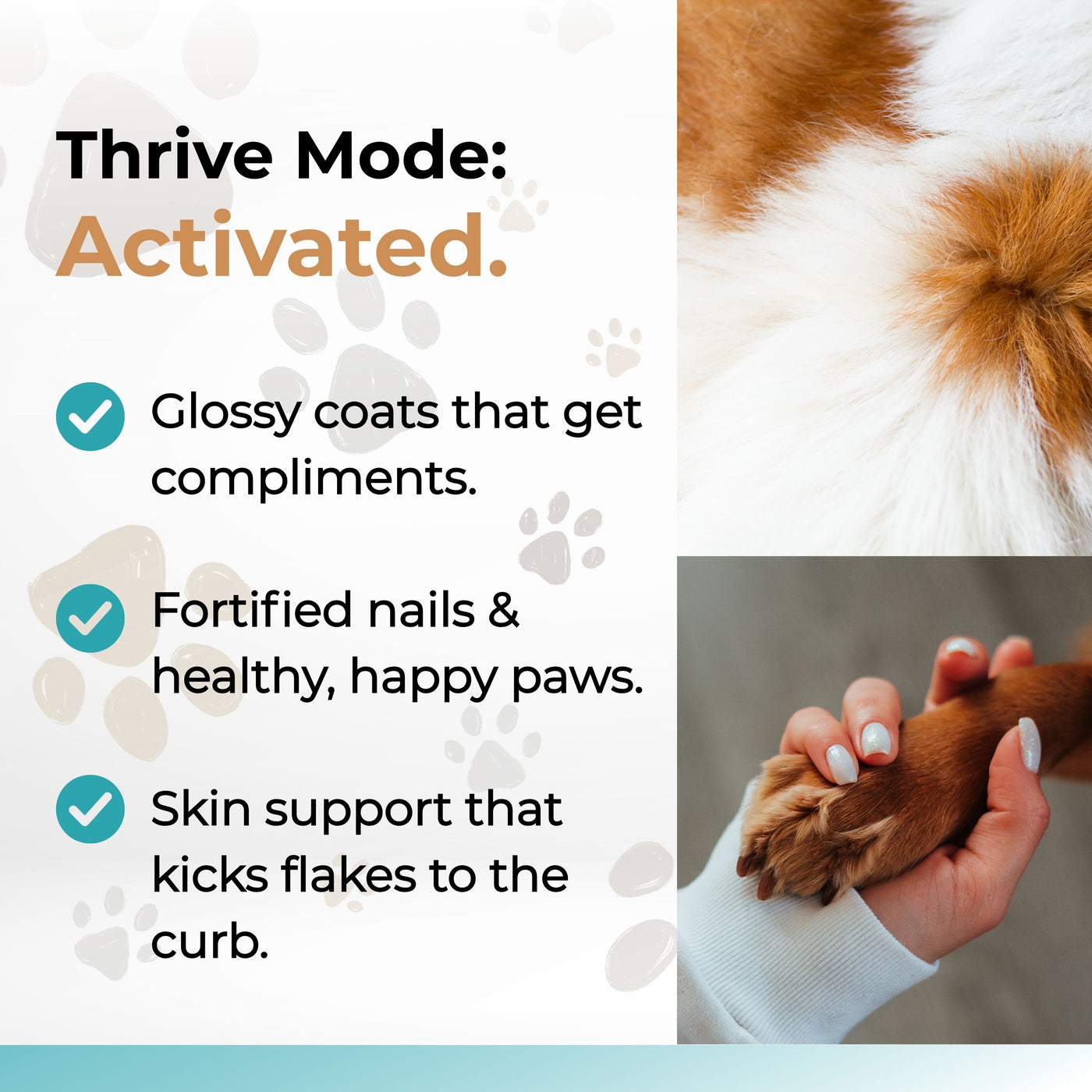 Wild Alaskan Salmon Oil - Omega 3, 6, 9 with EPA & DHA for glossy coats, strong nails, and healthy skin in pets.
