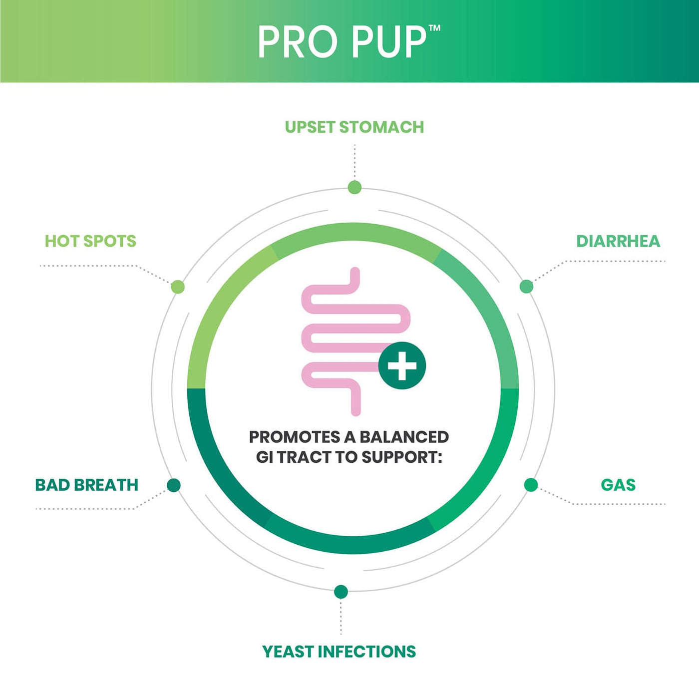 Diagram of Pro Pup gi tract support